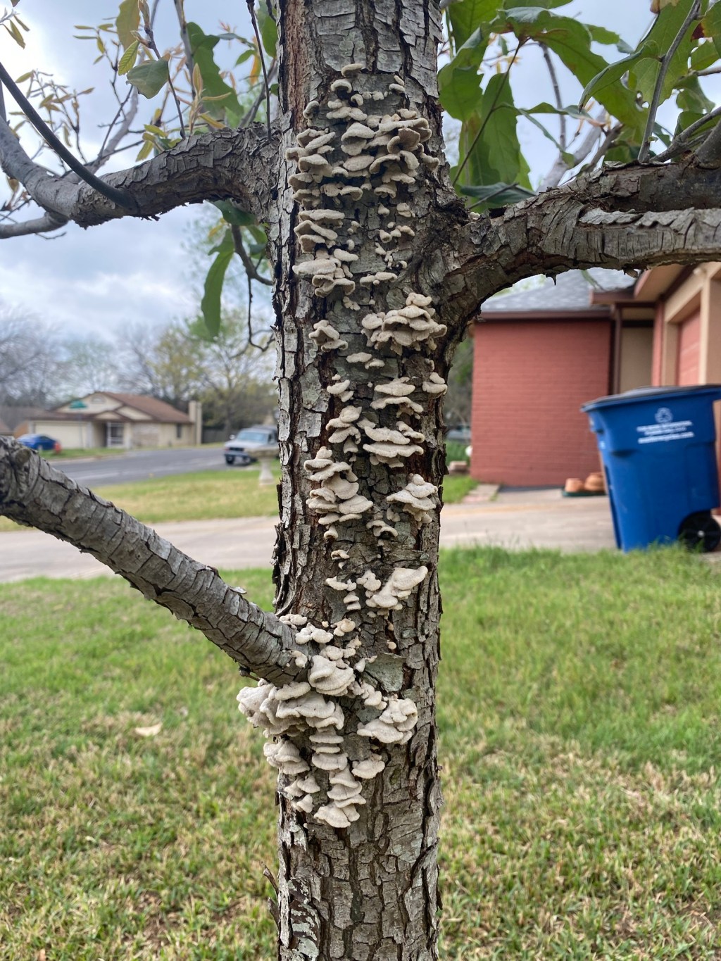 Austin Oaks and common split&nbsp;gill
